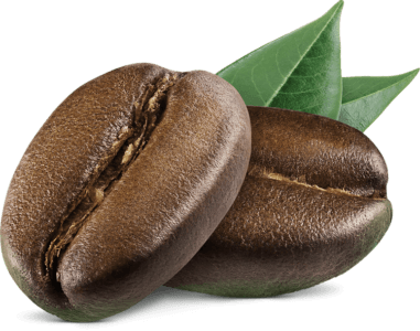 robusta