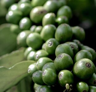 coffeebean beans 1 1600x1538 1 coffeebean-beans-1-1600x1538
