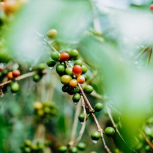 coffeebean beans 4 800x800 1 coffeebean-beans-4-800x800