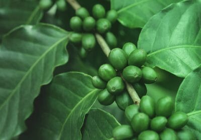 green parallax green_parallax