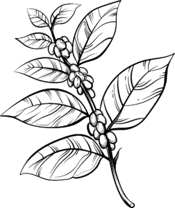 brn