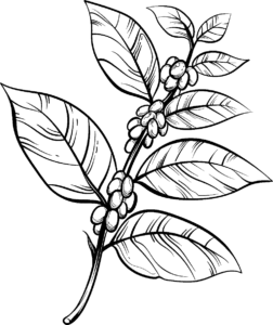 branch
