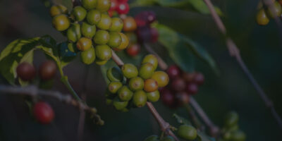 بن فكاكيس -vacakis coffee